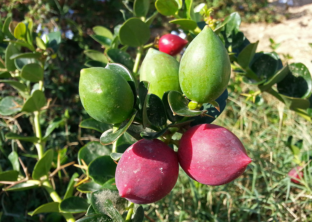 Image of Carissa macrocarpa specimen.