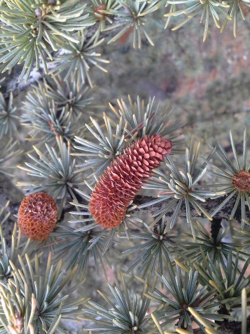 Изображение особи род Cedrus.