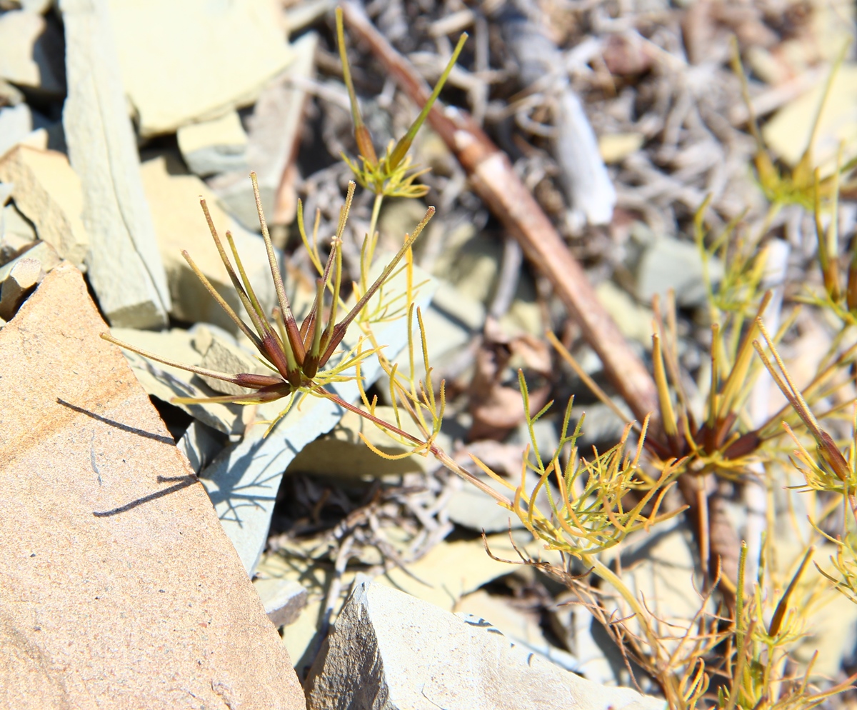 Изображение особи Scandix stellata.