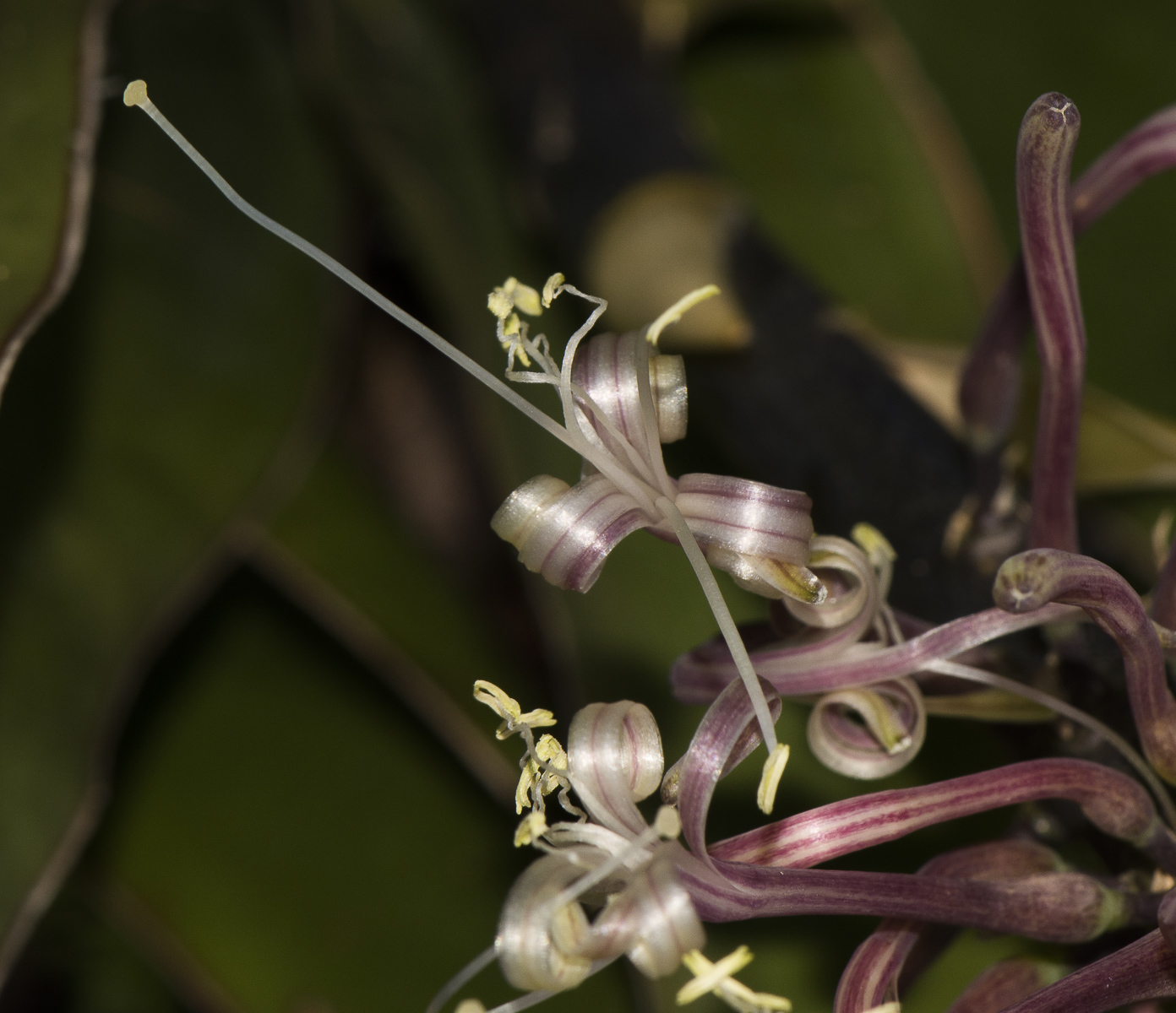 Image of Sansevieria liberica specimen.