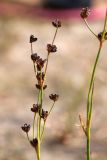 Juncus alpino-articulatus. Верхушка побега с соплодиями. Беларусь, Витебская обл., дер. Сурмино, песчаный берег озера. 10.08.2017.