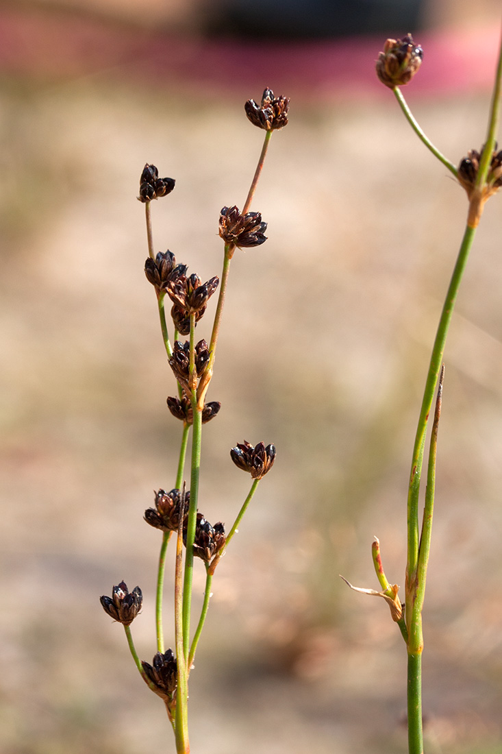 Изображение особи Juncus alpino-articulatus.