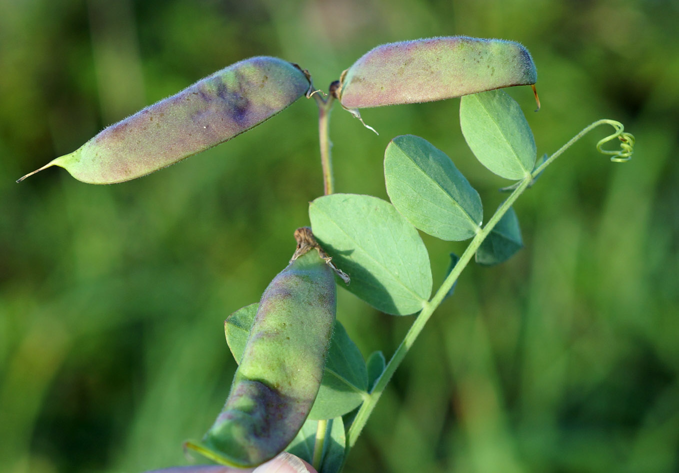 Image of Lathyrus japonicus specimen.