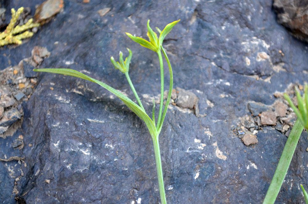 Image of genus Gagea specimen.