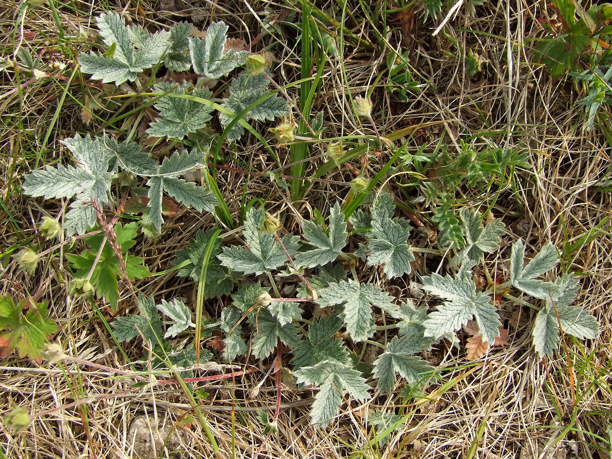 Изображение особи Potentilla nivea.