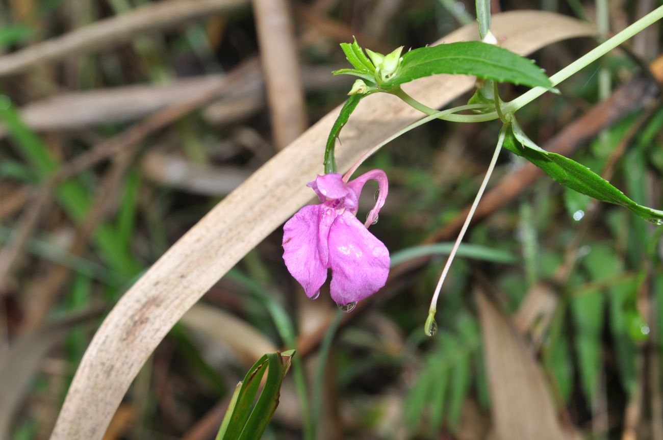 Изображение особи род Impatiens.