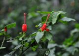 Malvaviscus arboreus