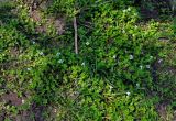 Lindernia rotundifolia. Цветущие растения. Малайзия, о-в Калимантан, г. Кучинг, у дороги. 12.05.2017.