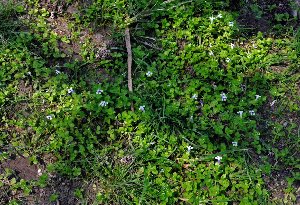 Изображение особи Lindernia rotundifolia.