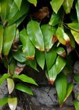Humata heterophylla