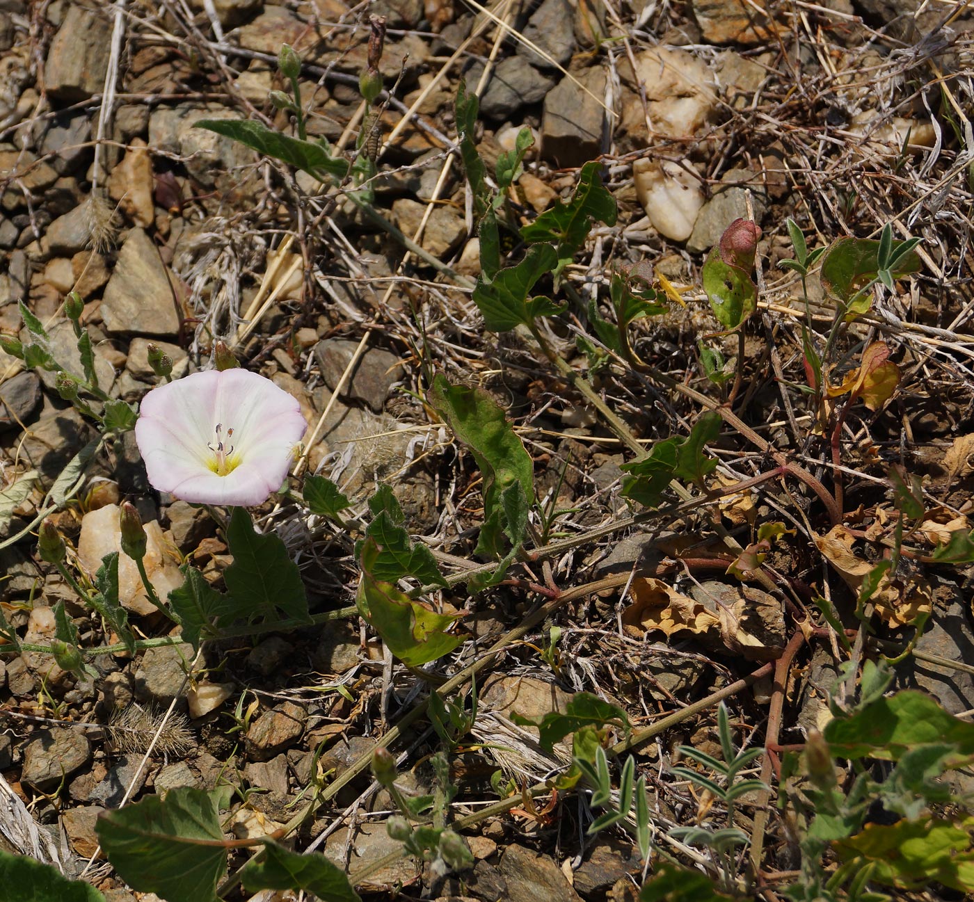 Image of Convolvulus arvensis specimen.