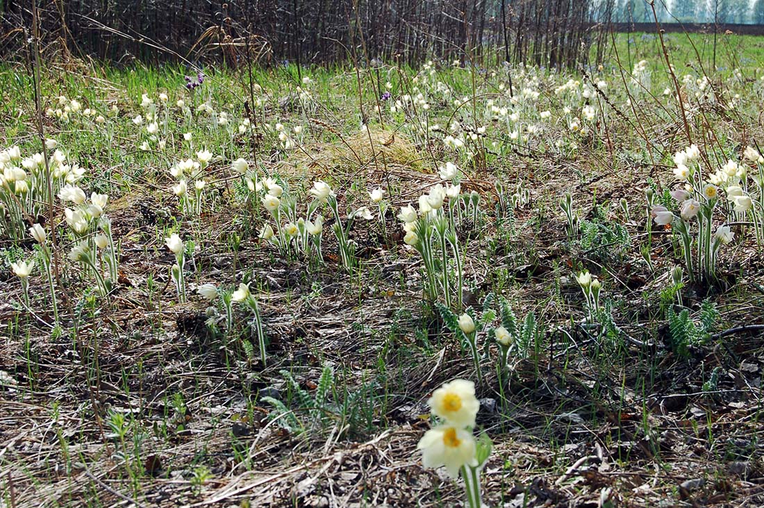 Image of Pulsatilla orientali-sibirica specimen.