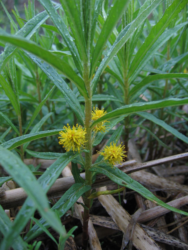 Изображение особи Naumburgia thyrsiflora.