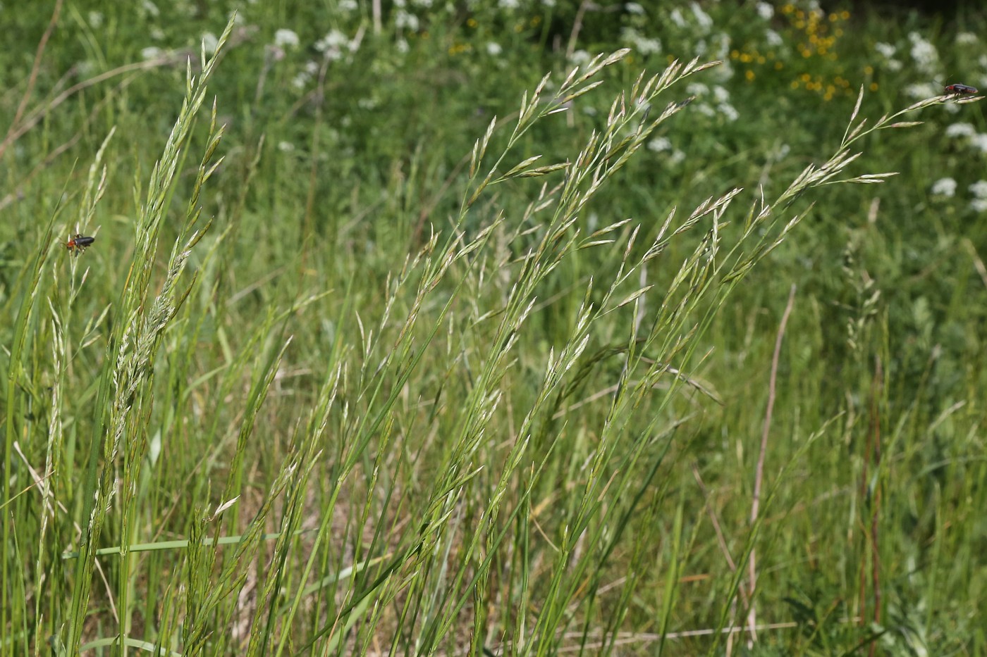 Изображение особи Festuca pratensis.