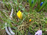 Crocus flavus