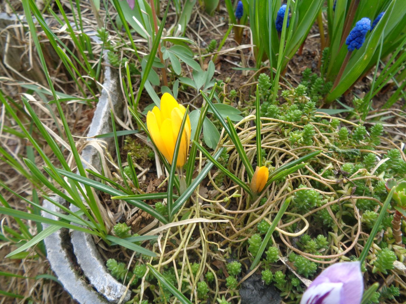 Image of Crocus flavus specimen.