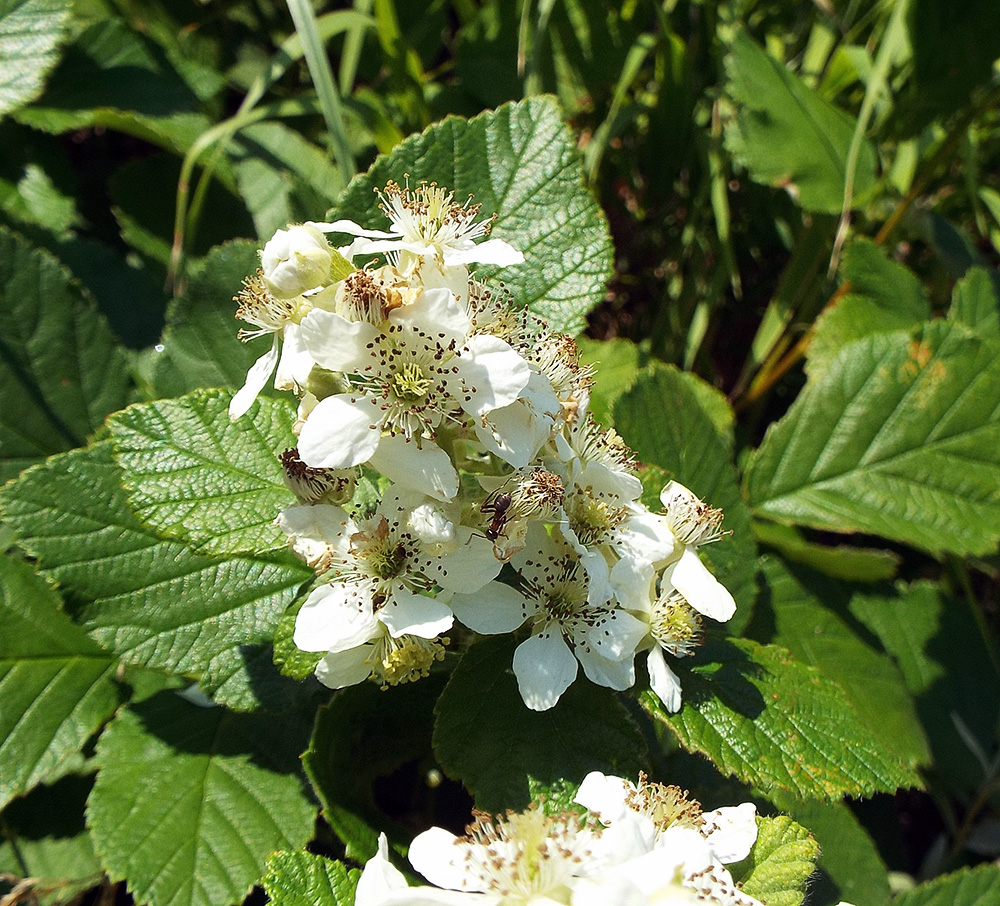 Изображение особи Rubus candicans.