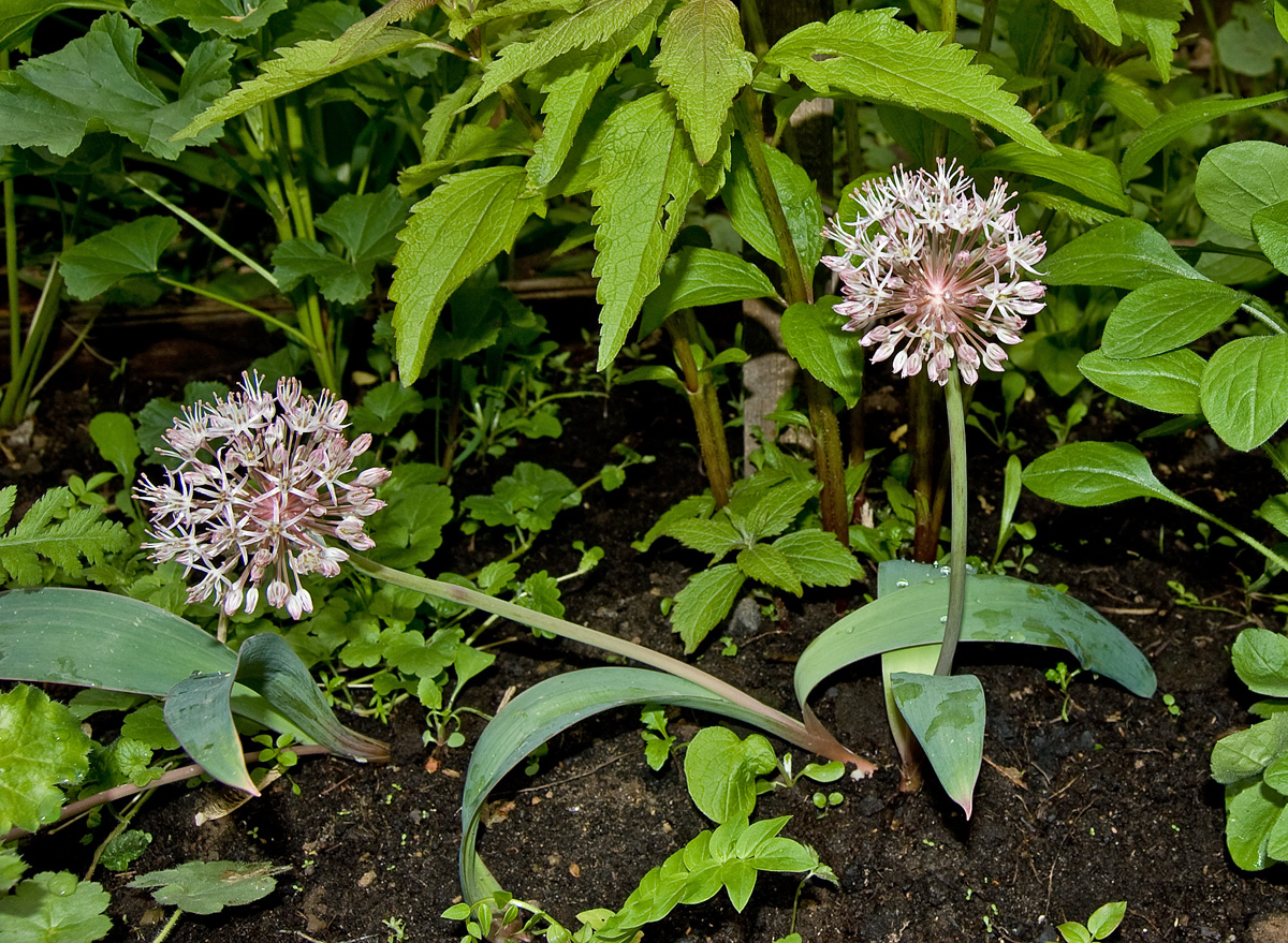 Image of Allium karataviense specimen.
