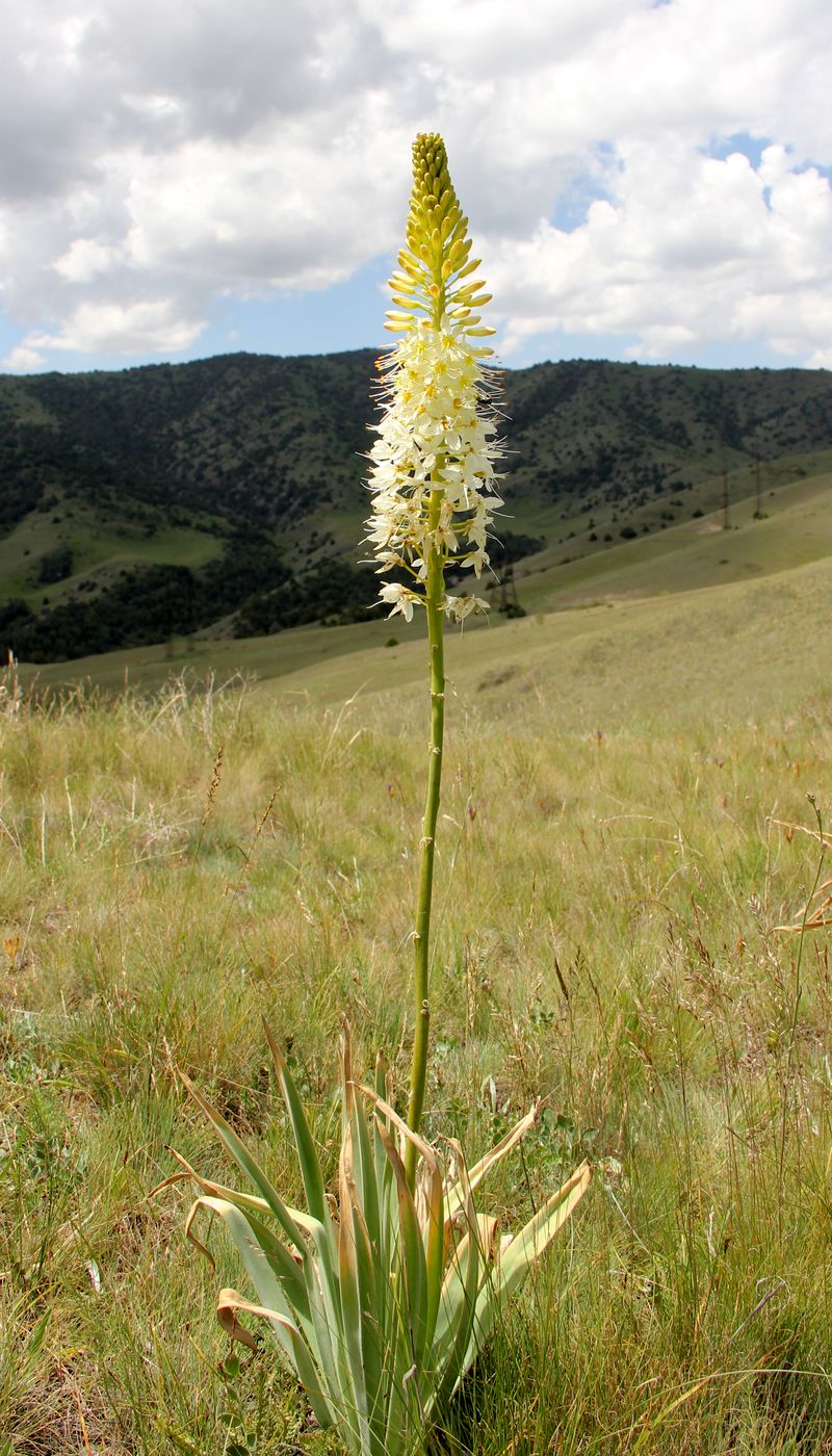 Изображение особи Eremurus kaufmannii.