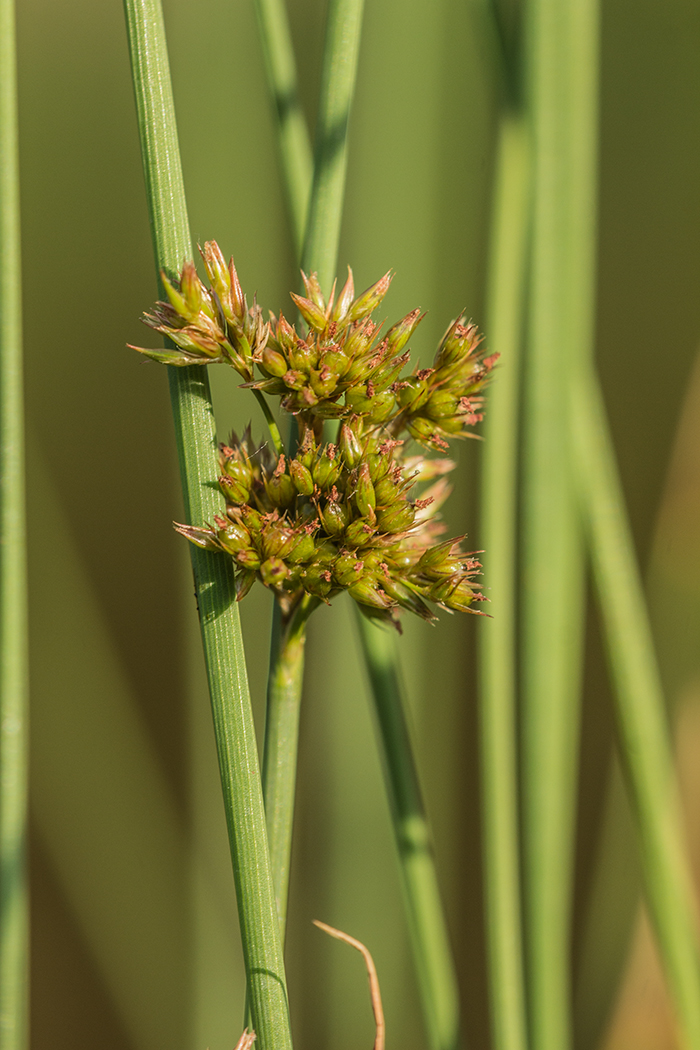 Изображение особи Juncus inflexus.