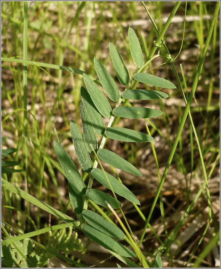 Изображение особи Vicia cracca.