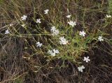 Dianthus ramosissimus