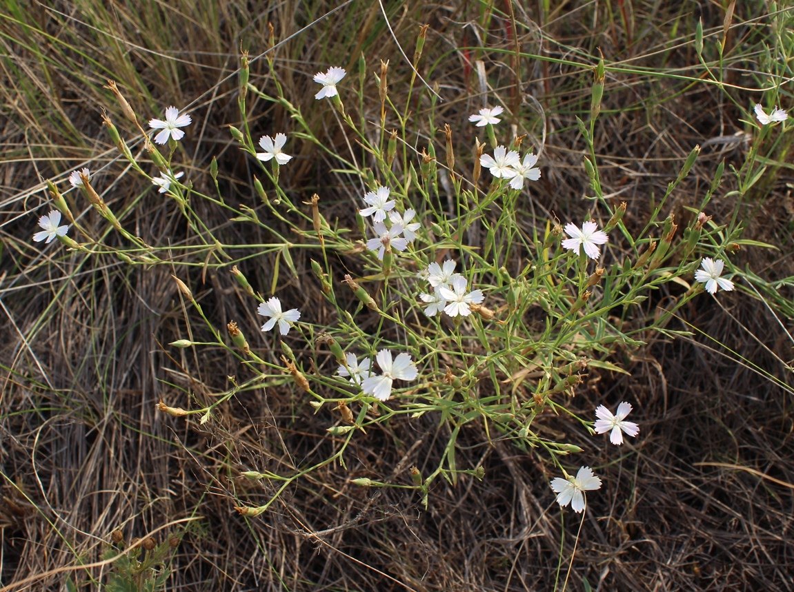 Изображение особи Dianthus ramosissimus.