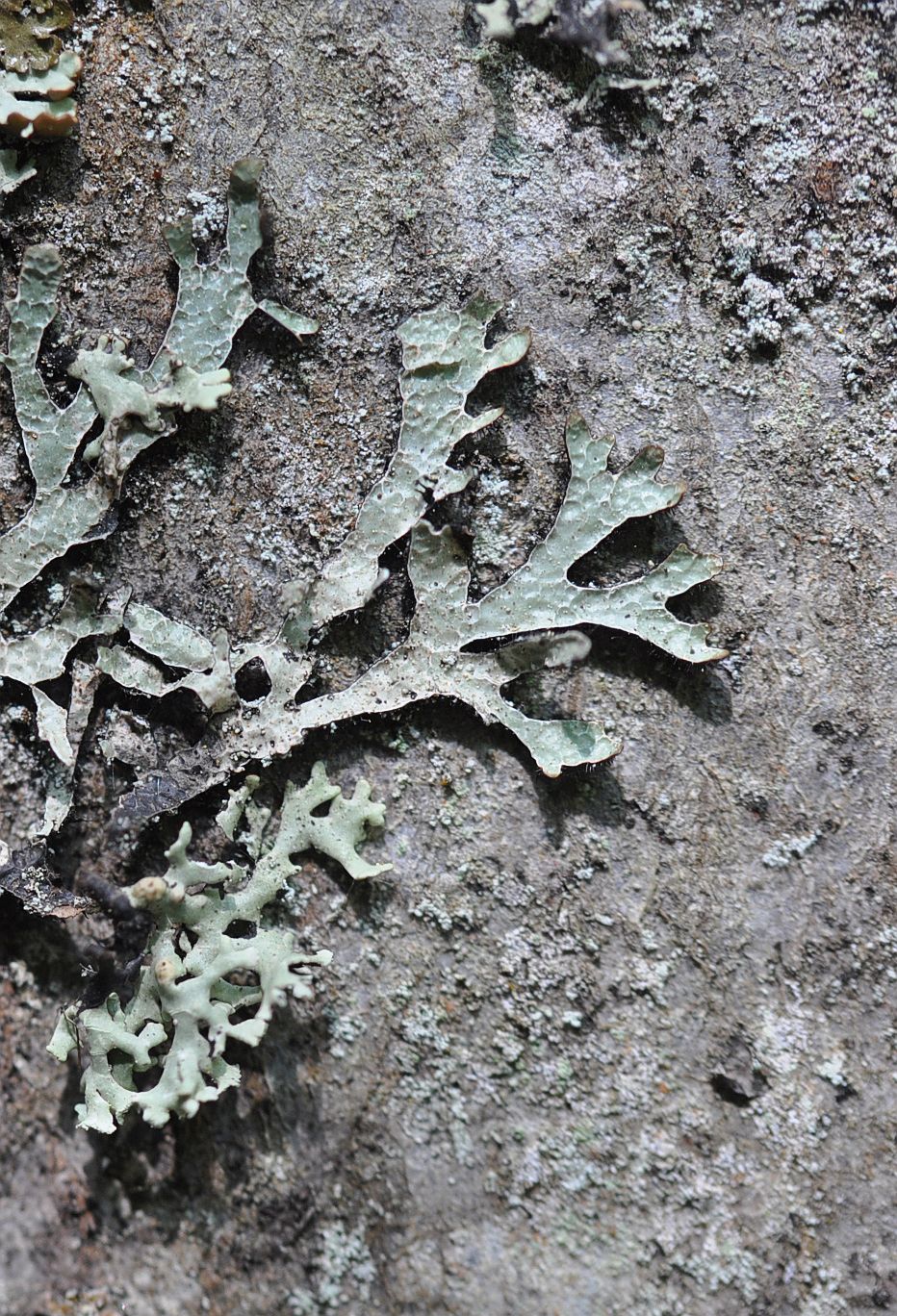 Image of Parmelia sulcata specimen.