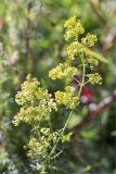 Galium × pomeranicum. Верхушка цветущего растения. Ленинградская обл., Гатчинский р-н, окр. пос. Пудость, разнотравный луг на месте заброшенного травертинового карьера. 12.08.2018.