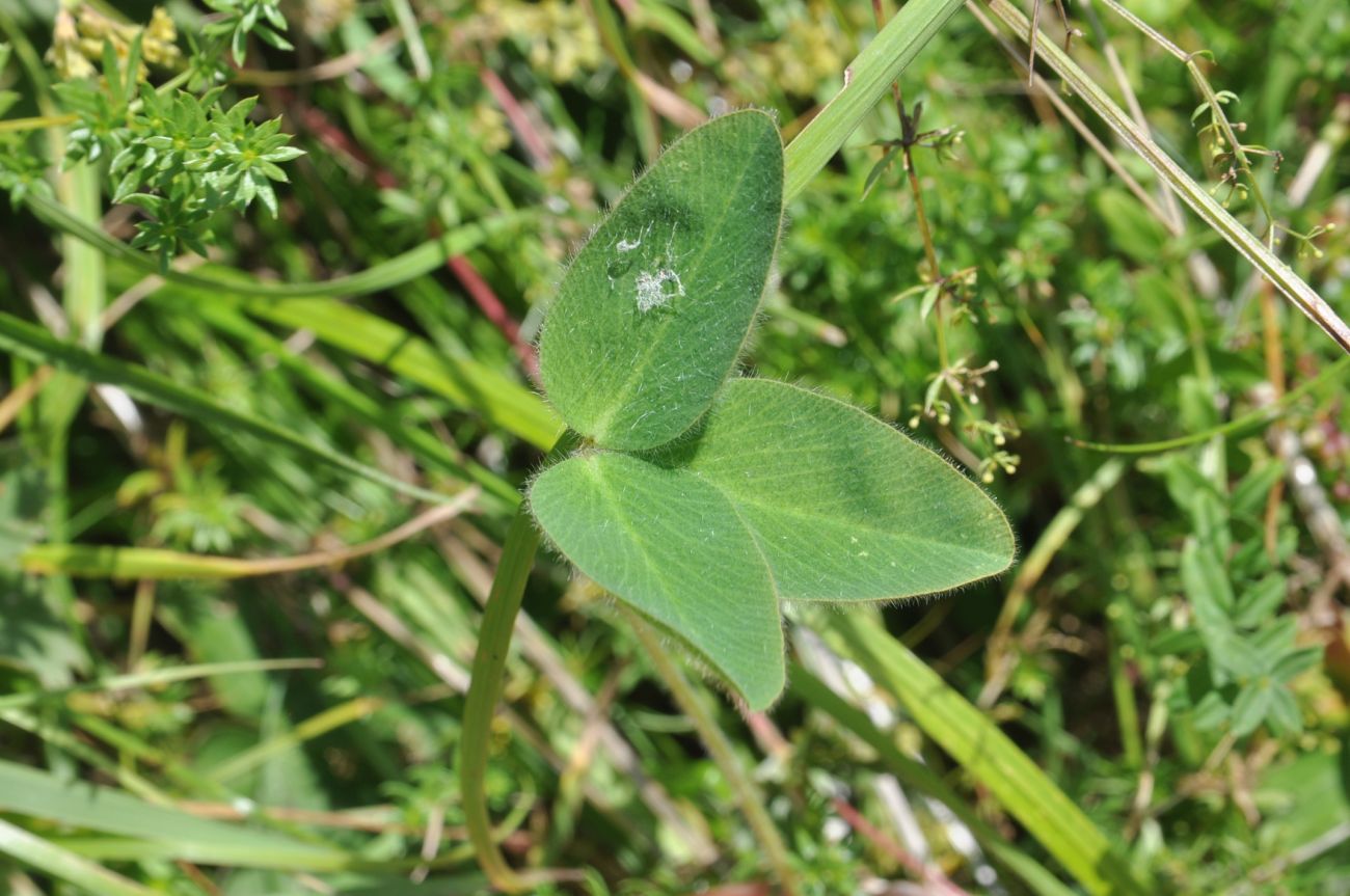 Изображение особи род Trifolium.