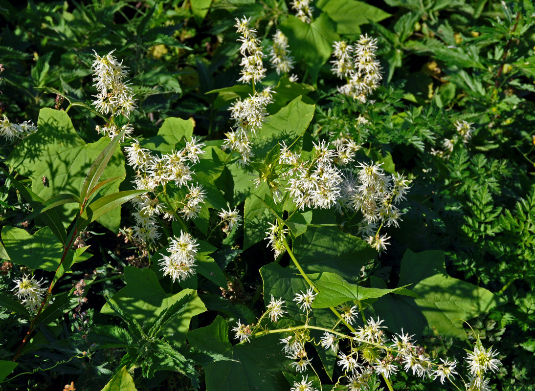 Изображение особи Echinocystis lobata.