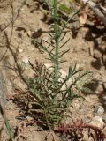 Crupina crupinastrum