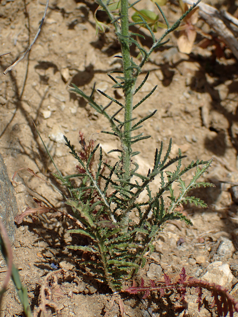 Изображение особи Crupina crupinastrum.