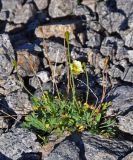 Papaver lapponicum