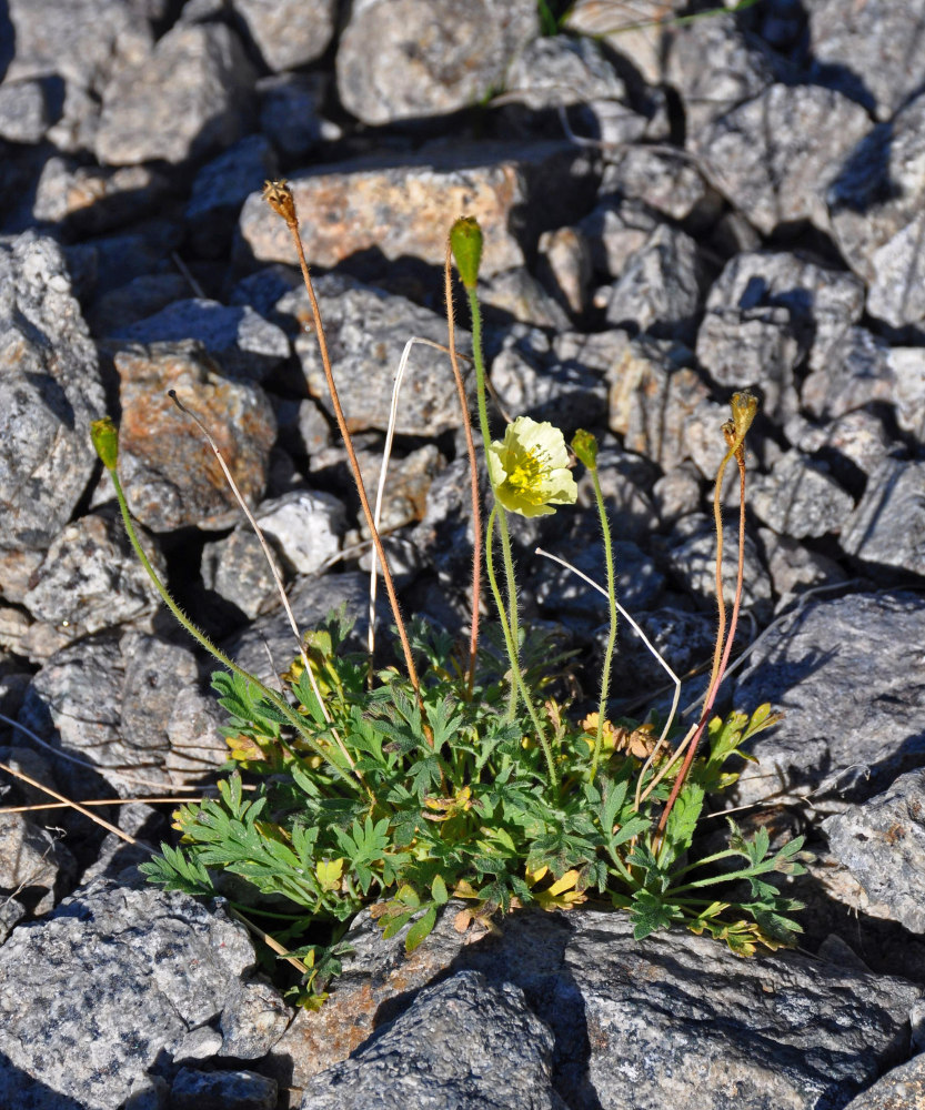 Изображение особи Papaver lapponicum.