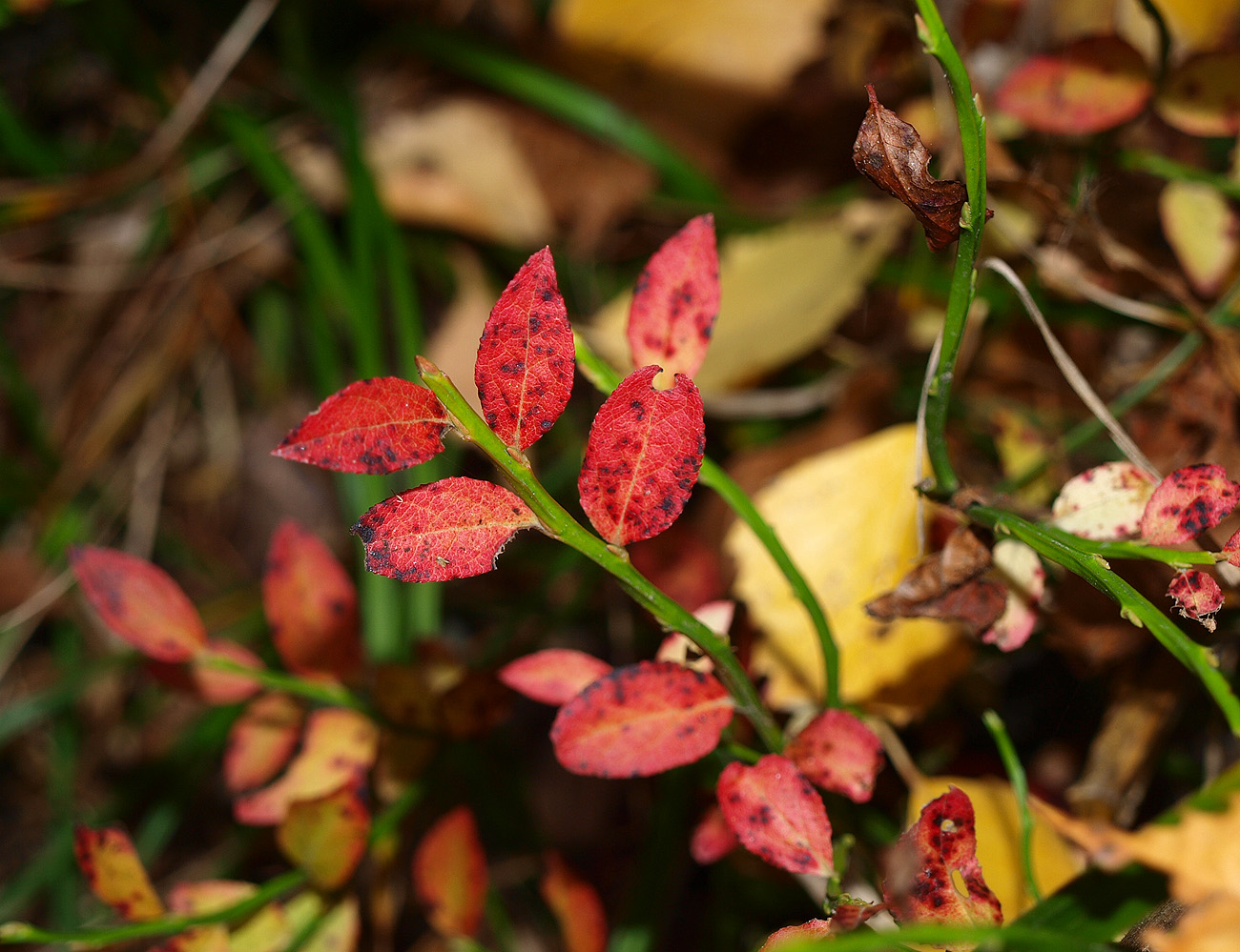 Изображение особи Vaccinium myrtillus.