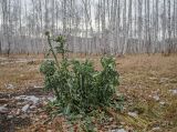 Carduus thoermeri. Зацветающее растение, прихваченное первыми заморозками. Башкортостан, Учалинский р-н, Поляковский сельсовет, с. Вознесенка, подножие хр. Алабия, опушка берёзовой рощи. 4 ноября 2018 г.