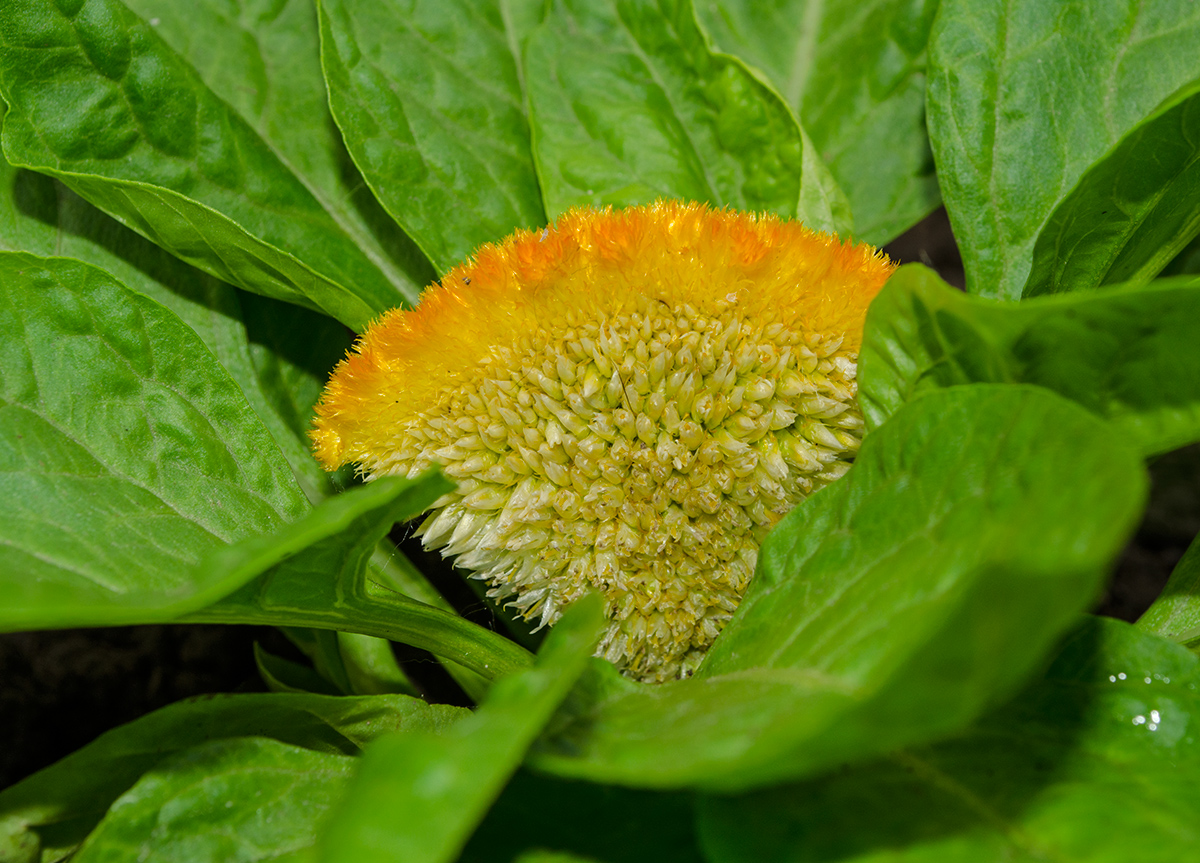 Изображение особи Celosia cristata.