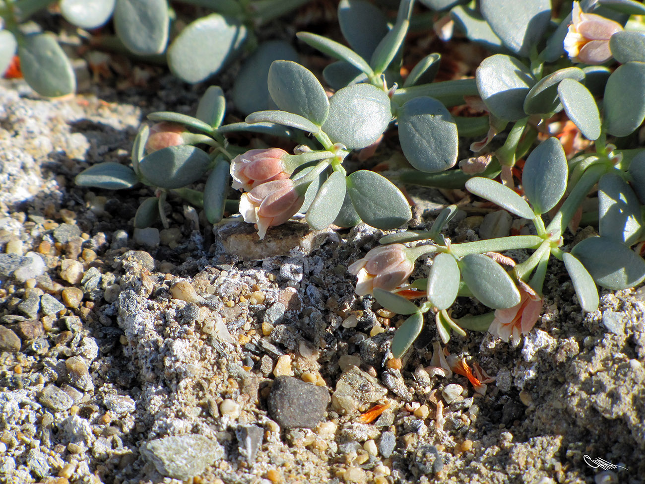 Image of Zygophyllum rosovii specimen.