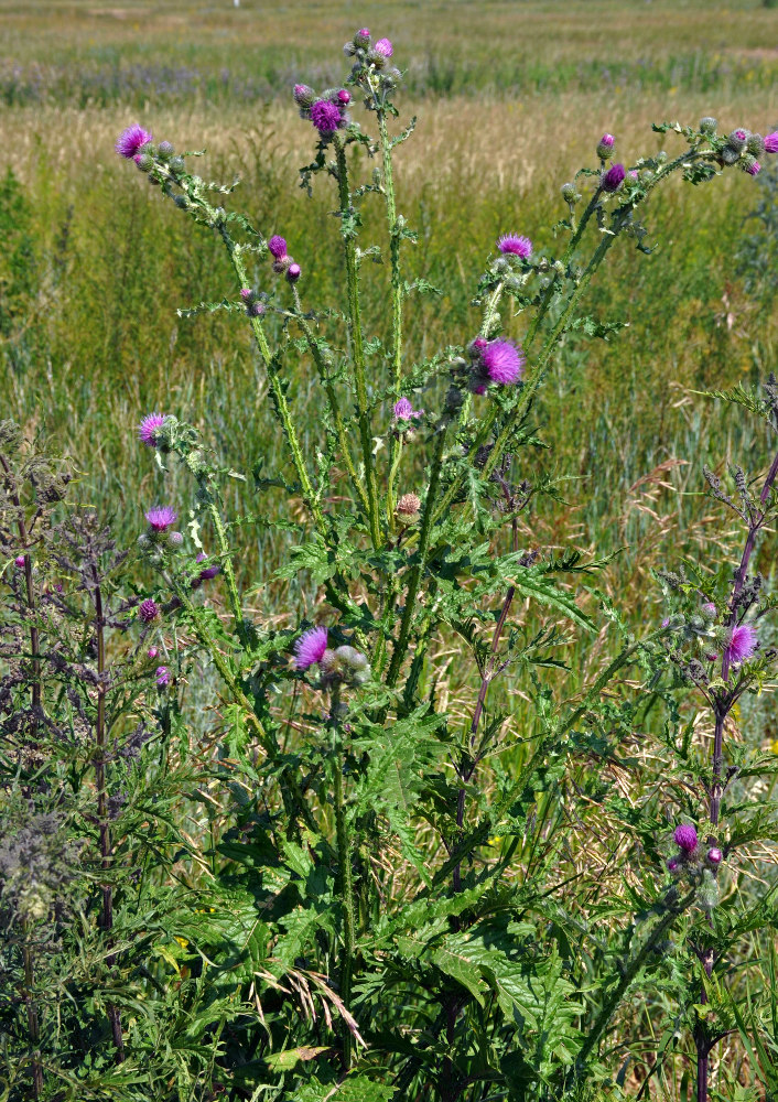 Изображение особи Carduus crispus.