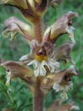 Orobanche lutea