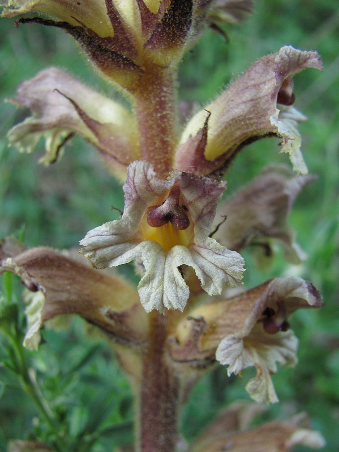 Image of Orobanche lutea specimen.