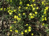 Ranunculus polyrhizos