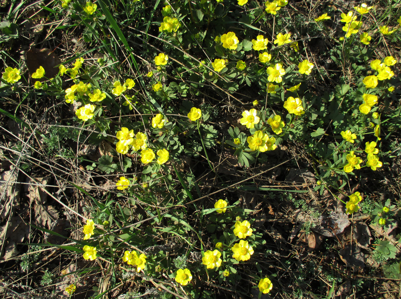 Изображение особи Ranunculus polyrhizos.