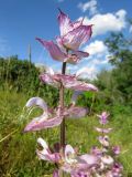 Salvia sclarea. Соцветие. Казахстан, Южно-Казахстанская обл., Сырдарья-Туркестанский государственный региональный природный парк, Боралдайский филиал, дол. р. Кошкарата. 29.05.2016.