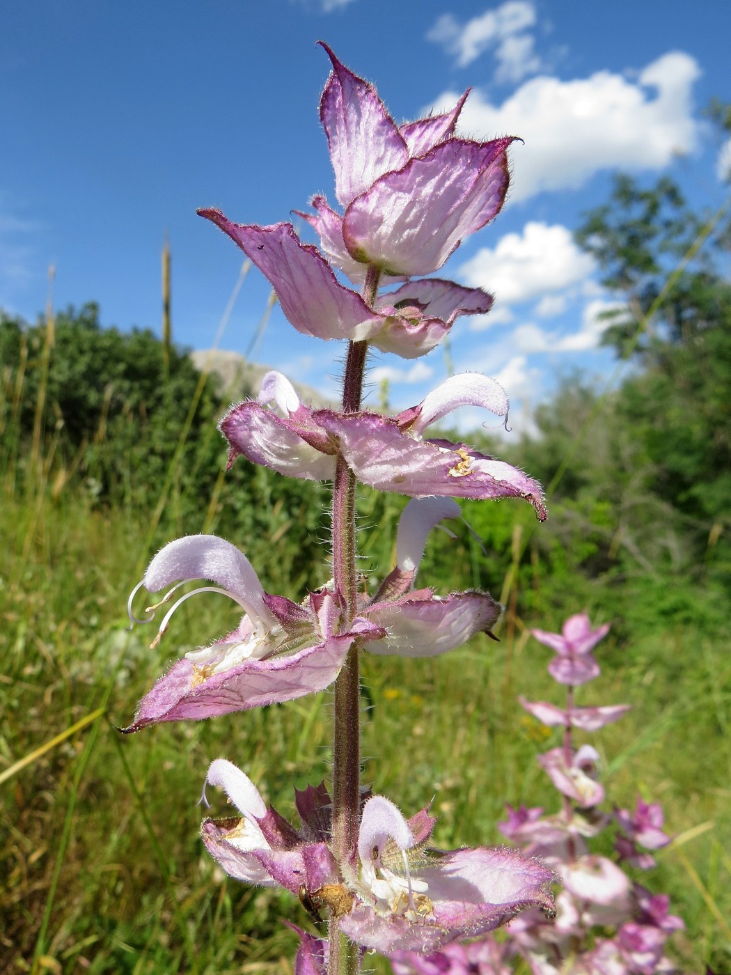 Image of Salvia sclarea specimen.