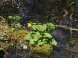 Caltha membranacea