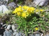 genus Crepis. Цветущие растения. Республика Алтай, Усть-Коксинский р-н, природный парк \"Белуха\", каменная осыпь на склоне педника Текелю, выс. 2500 м н.у.м. 30.07.2018.