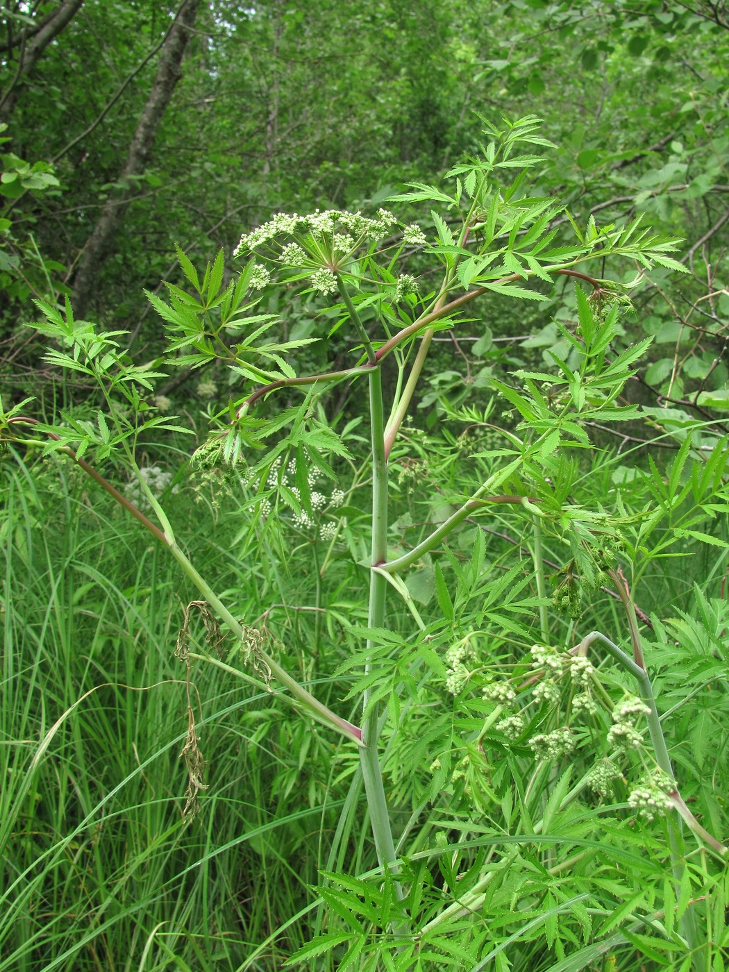 Image of Cicuta virosa specimen.