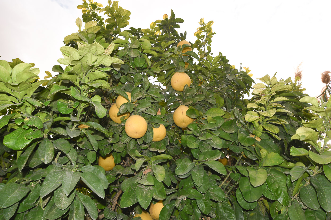 Image of Citrus maxima specimen.